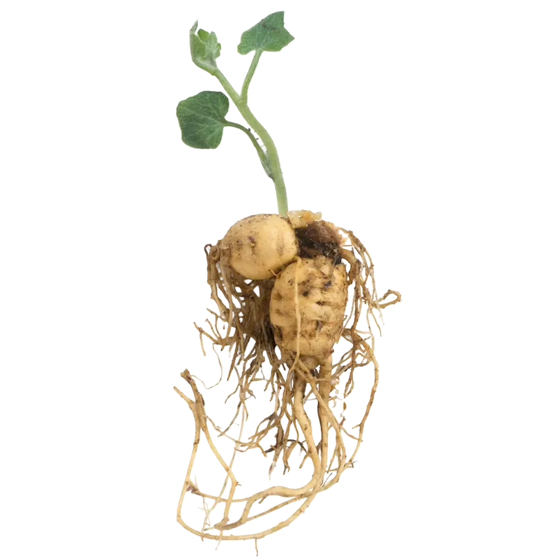 White Bryony