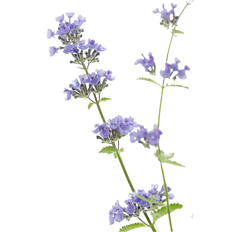 Calamint