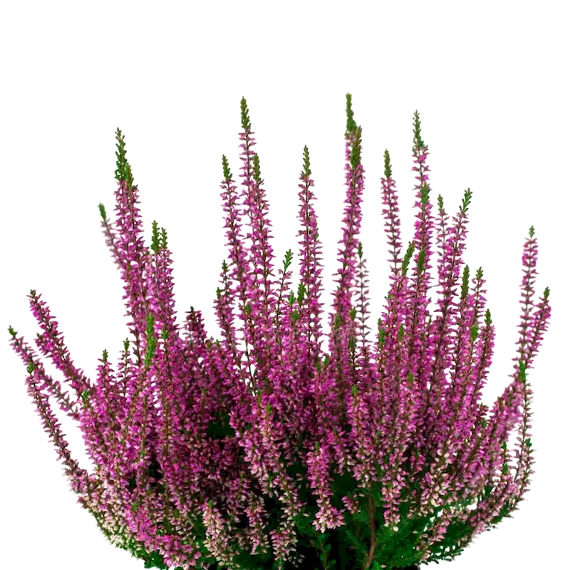 Heather