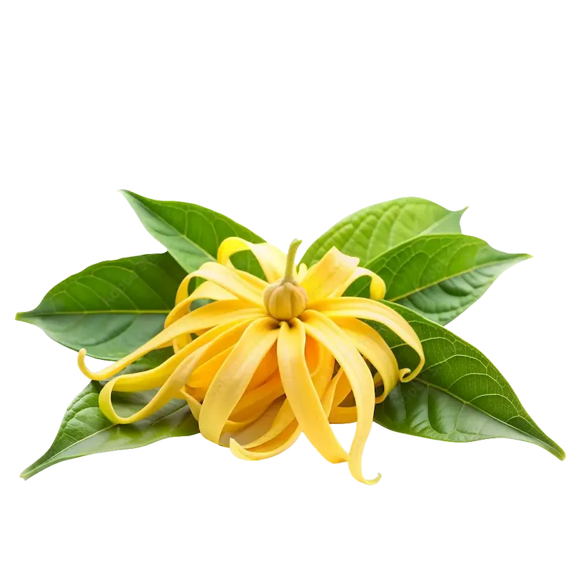 Ylang-Ylang