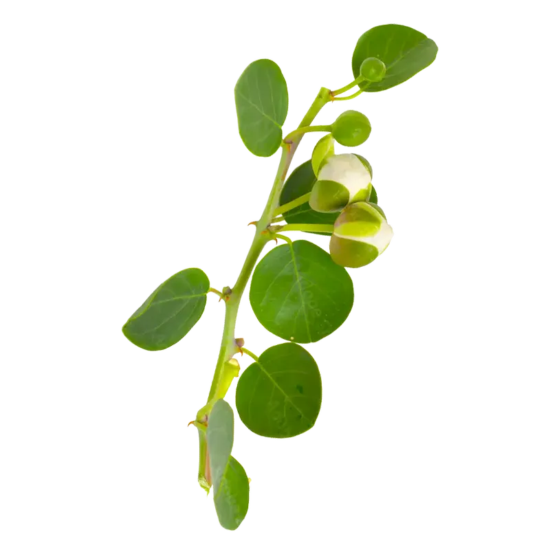 Caper