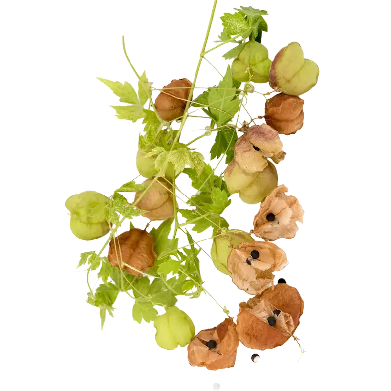 Balloon Vine
