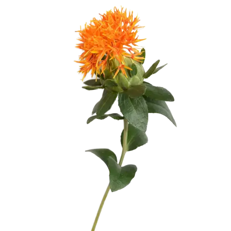 Safflower