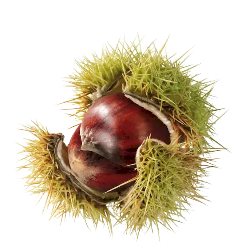 Sweet Chestnut