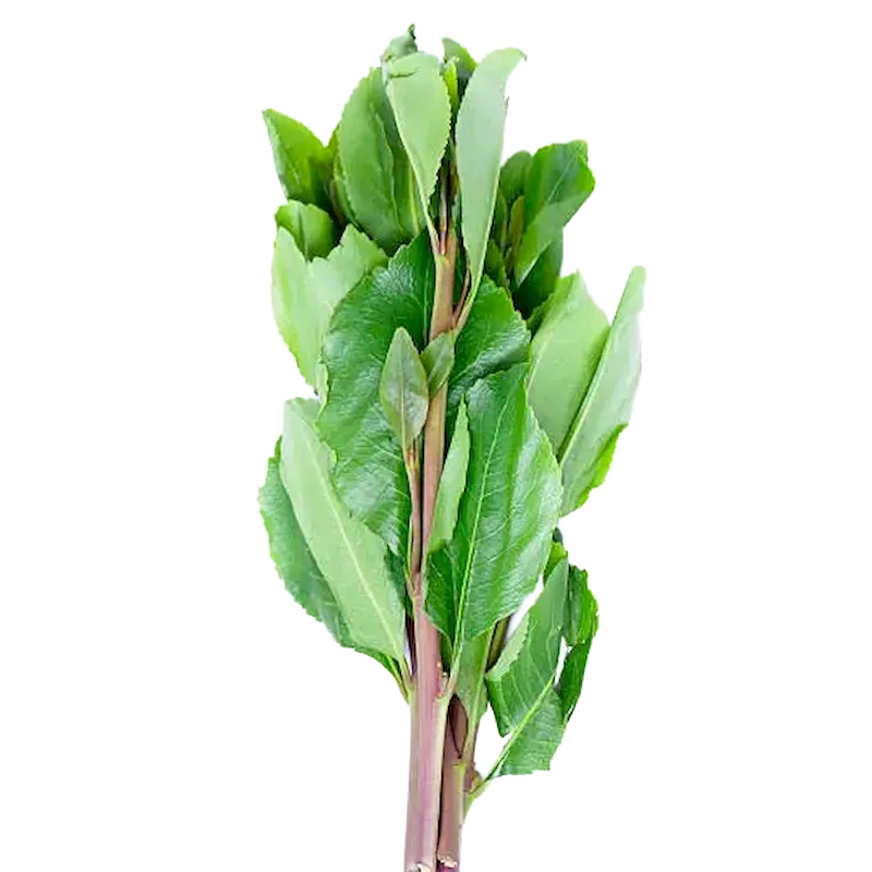 Khat