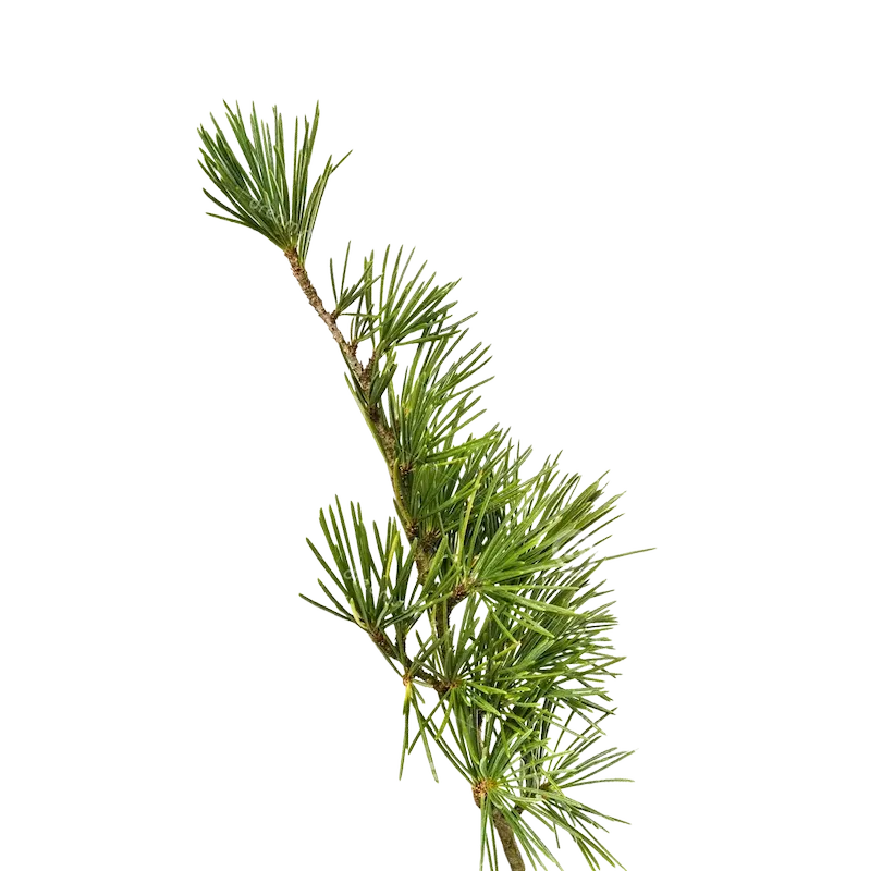 Cedar