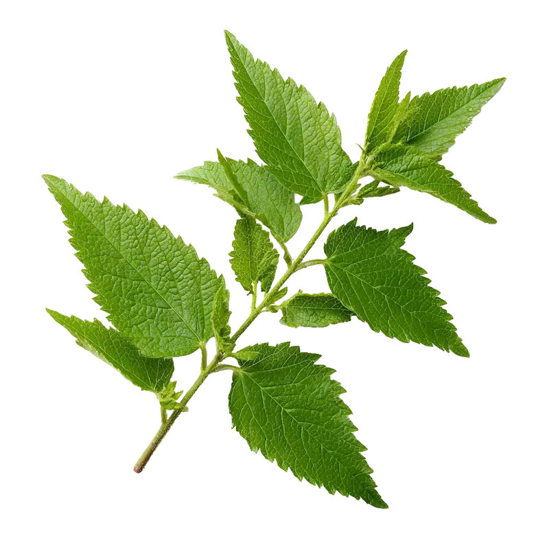 European Nettle Tree