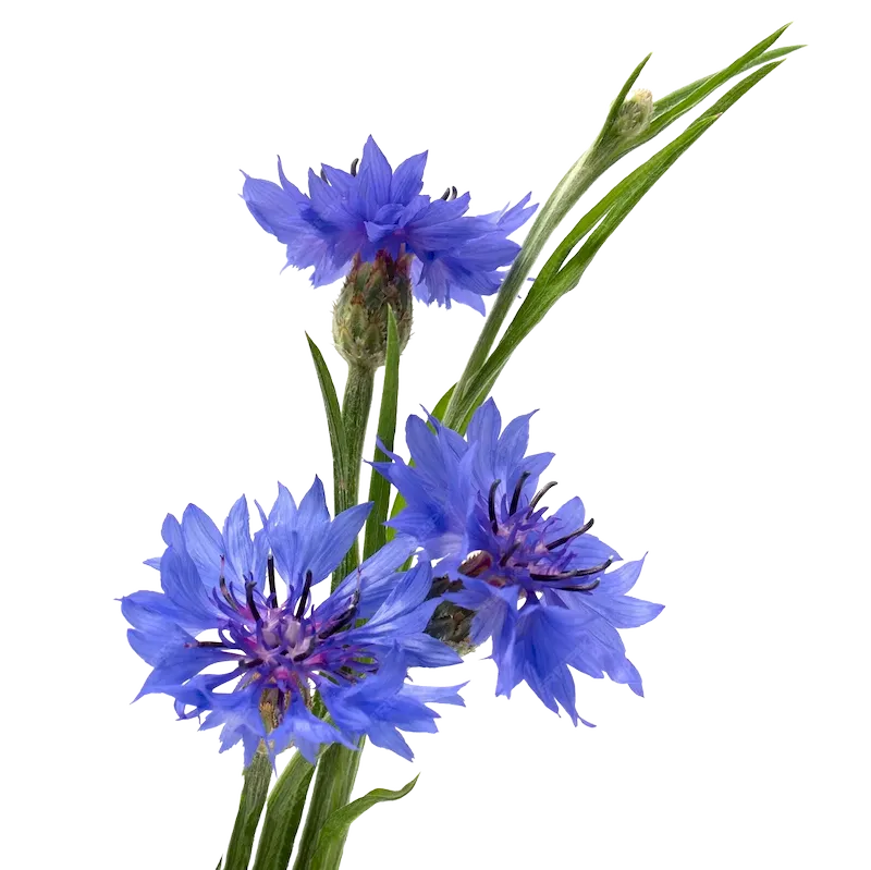 Cornflower 