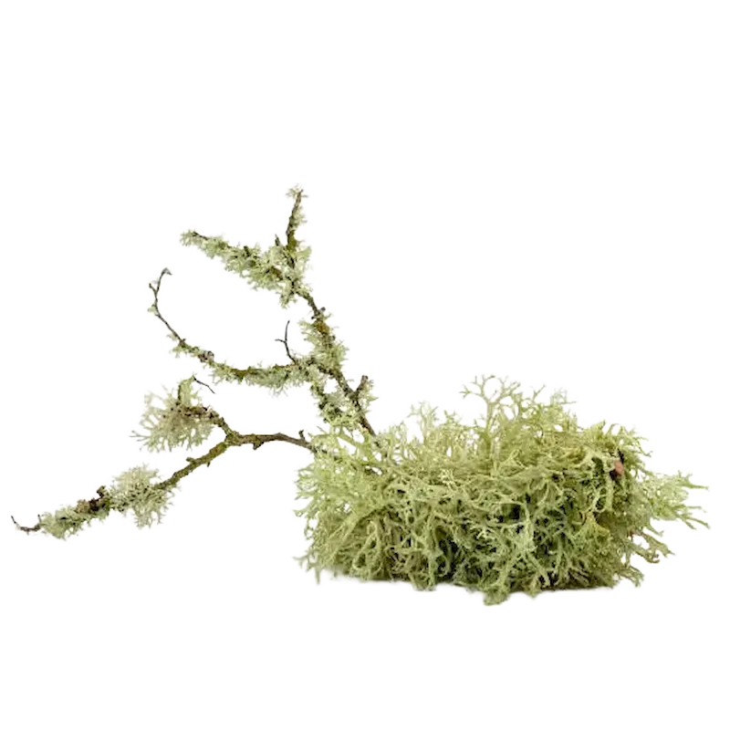 Iceland Moss