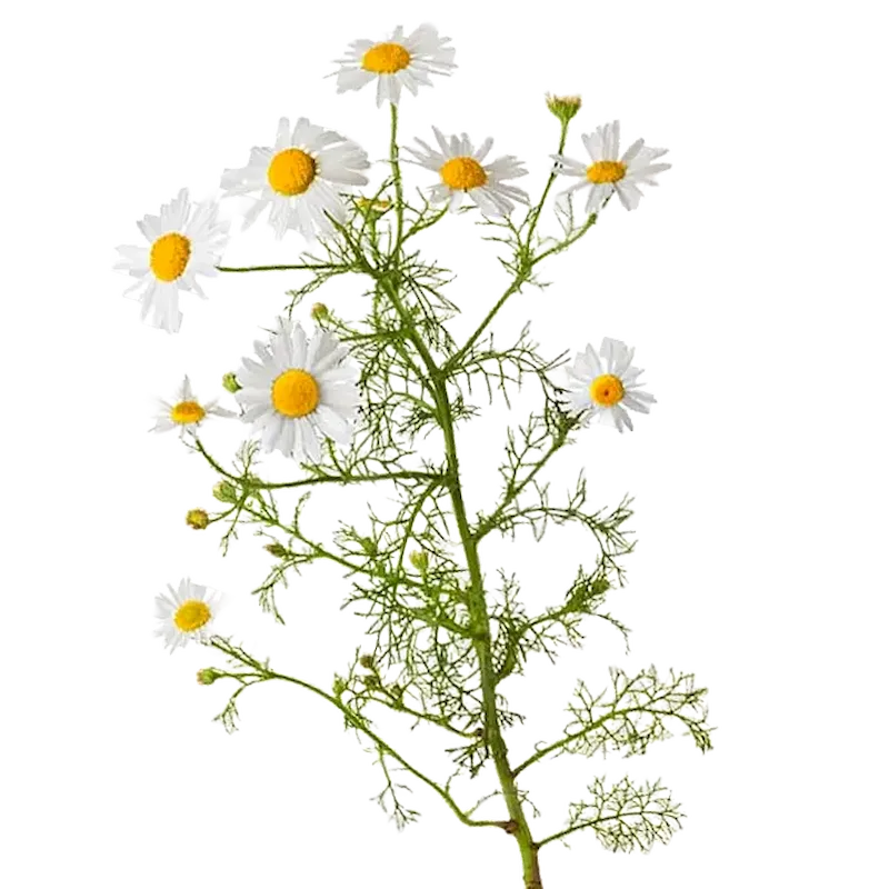 Roman Chamomile