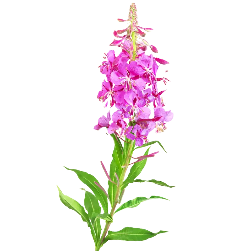 Rosebay Willowherb