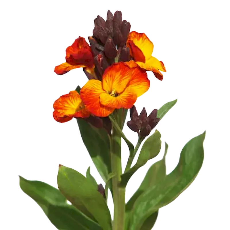 Wallflower