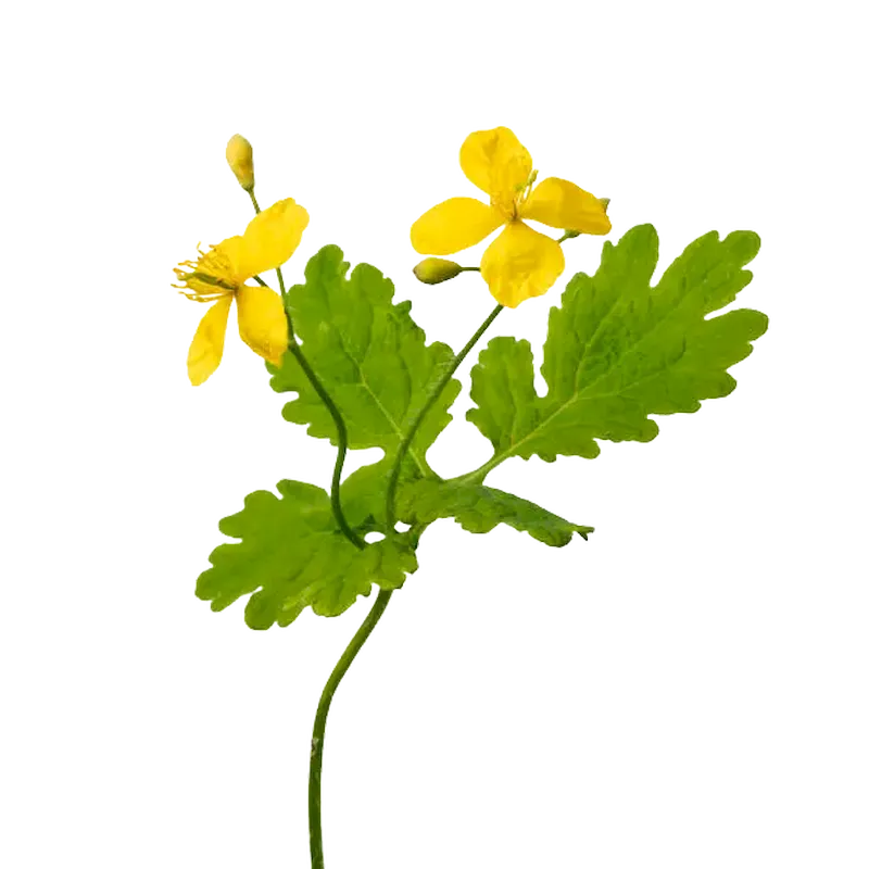 Greater Celandine