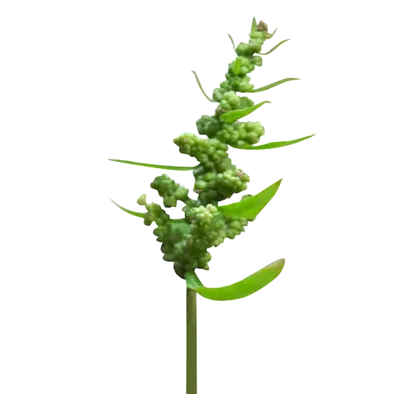 Wormseed