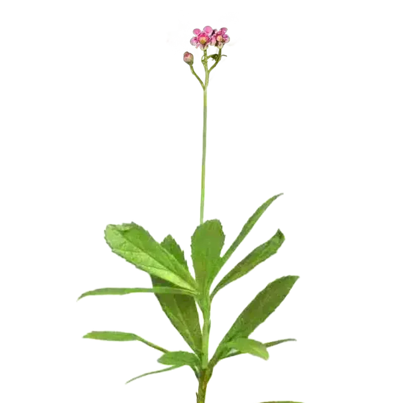Pipsissewa