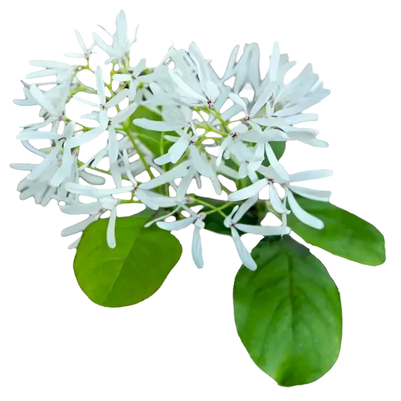 Fringe Tree