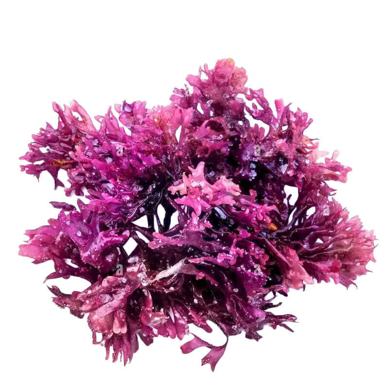 Irish Moss