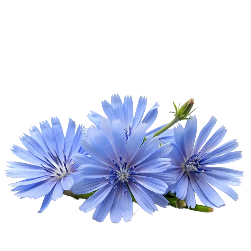 Chicory