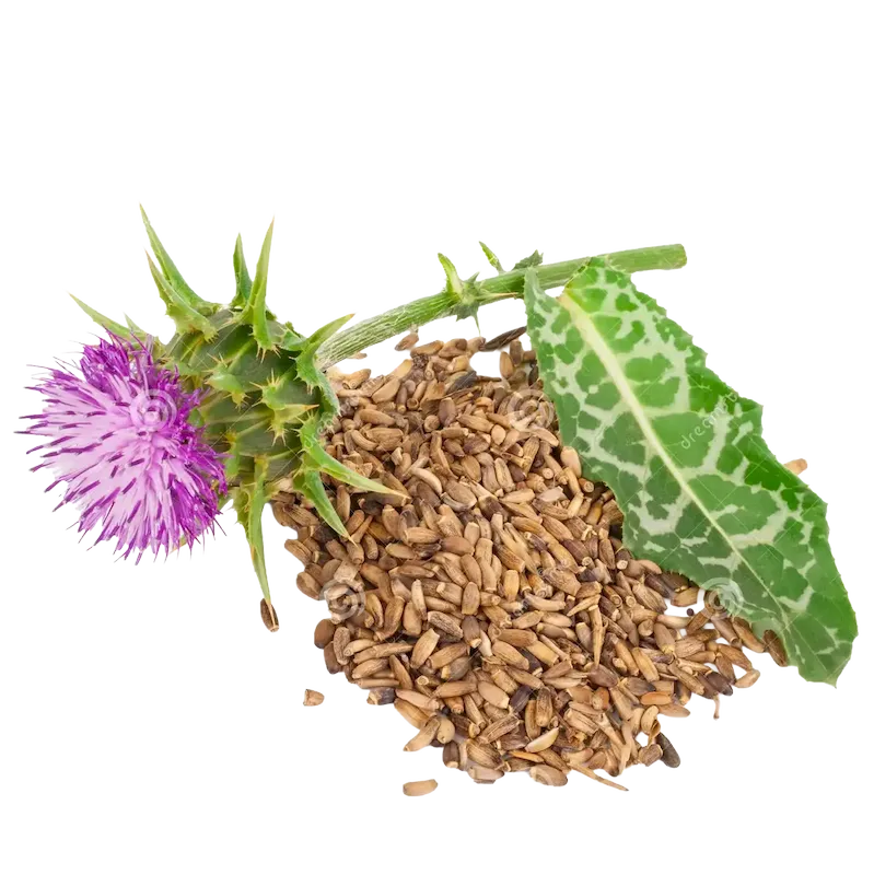 Holy Thistle