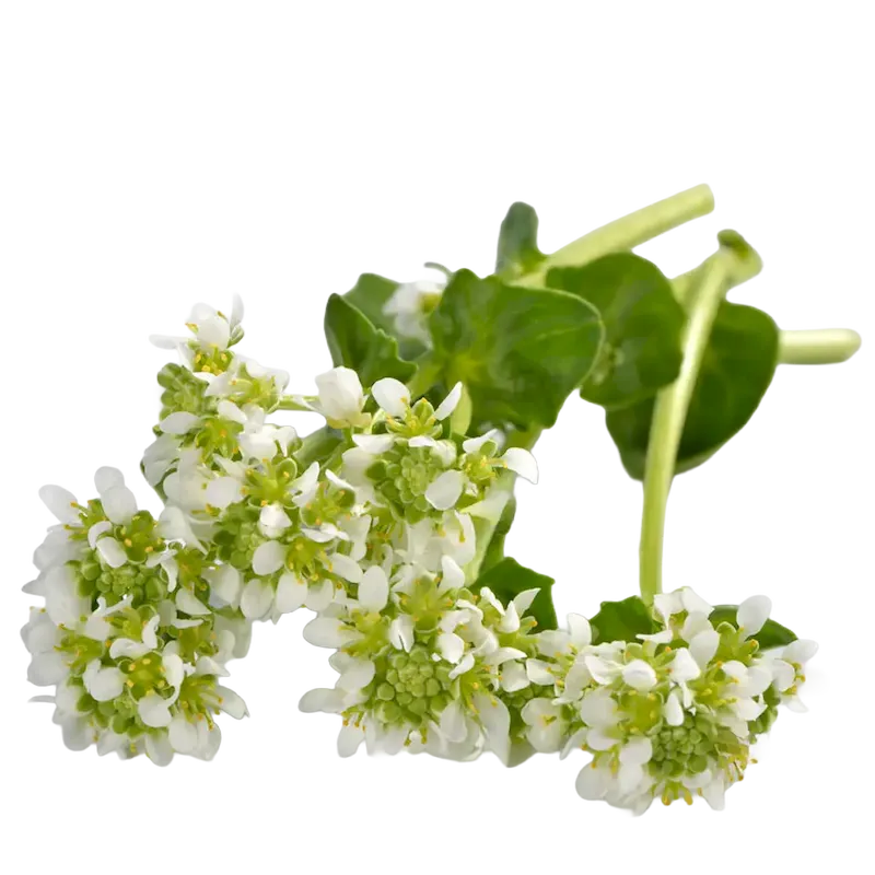 Scurvy Grass