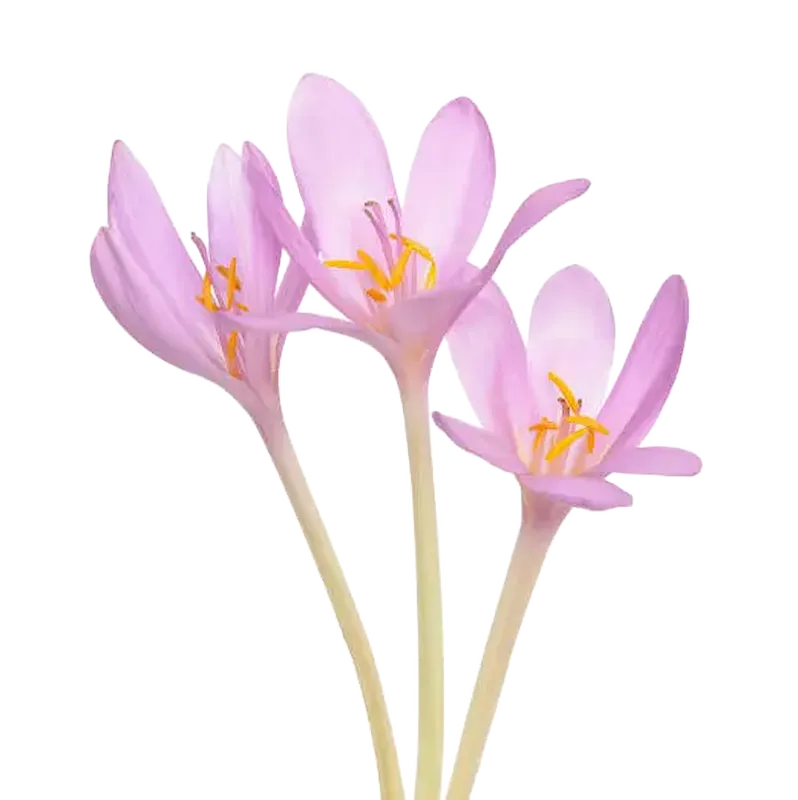 Meadow Saffron
