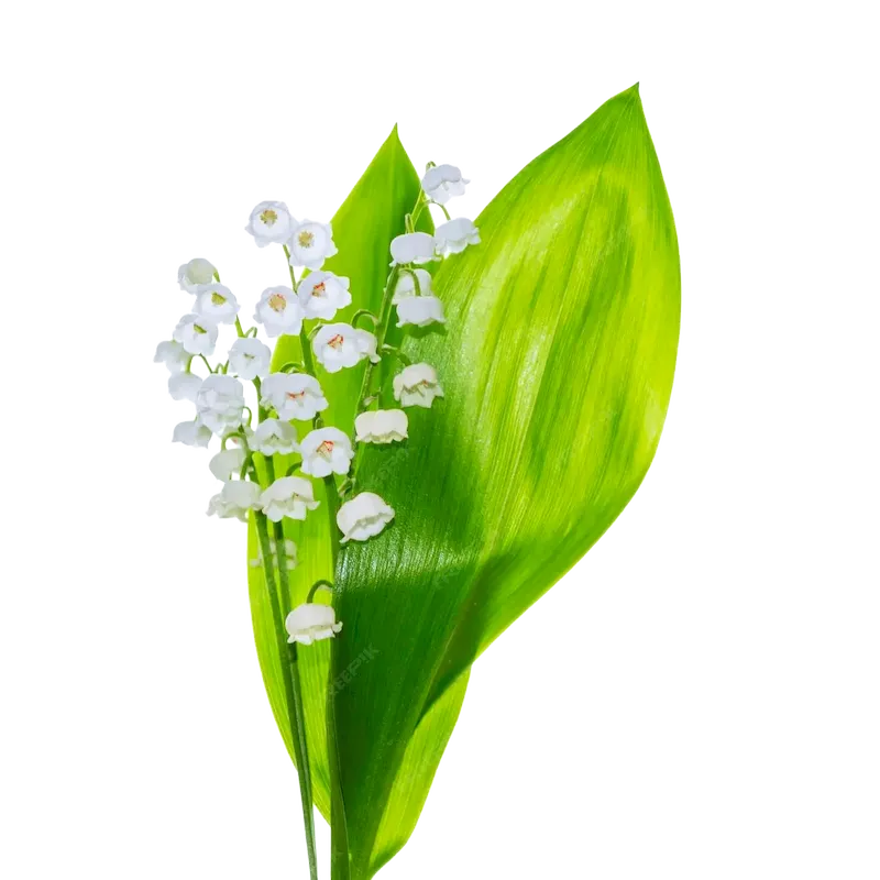 Lily of the Valley