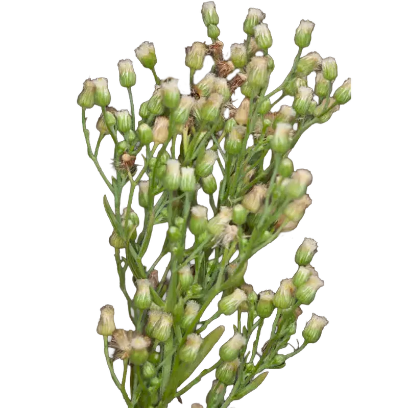 Canadian Fleabane