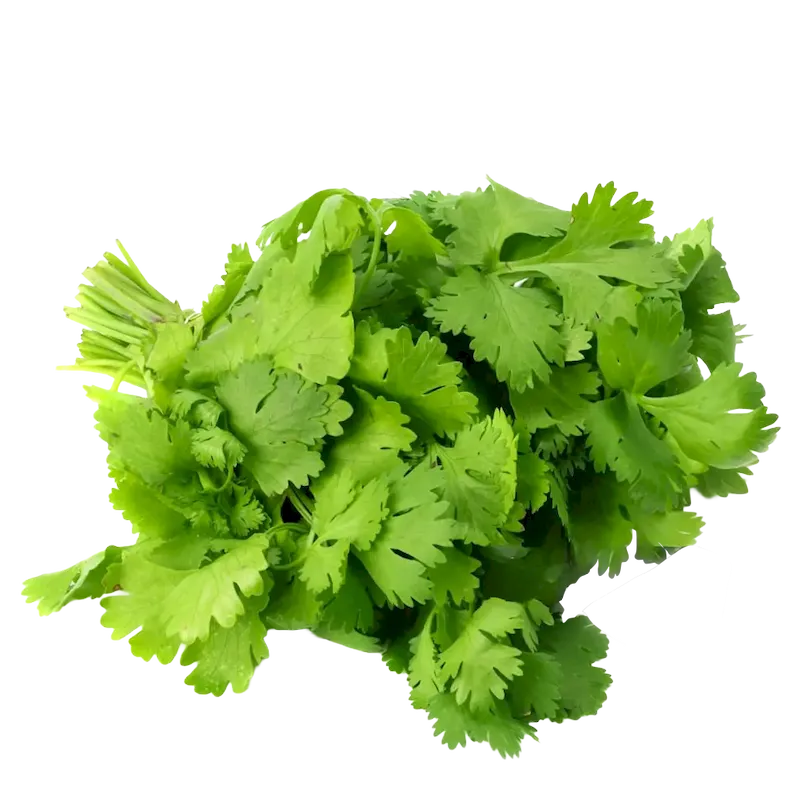 Coriander