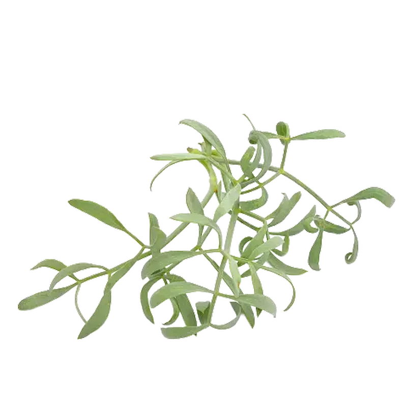 Sea Fennel