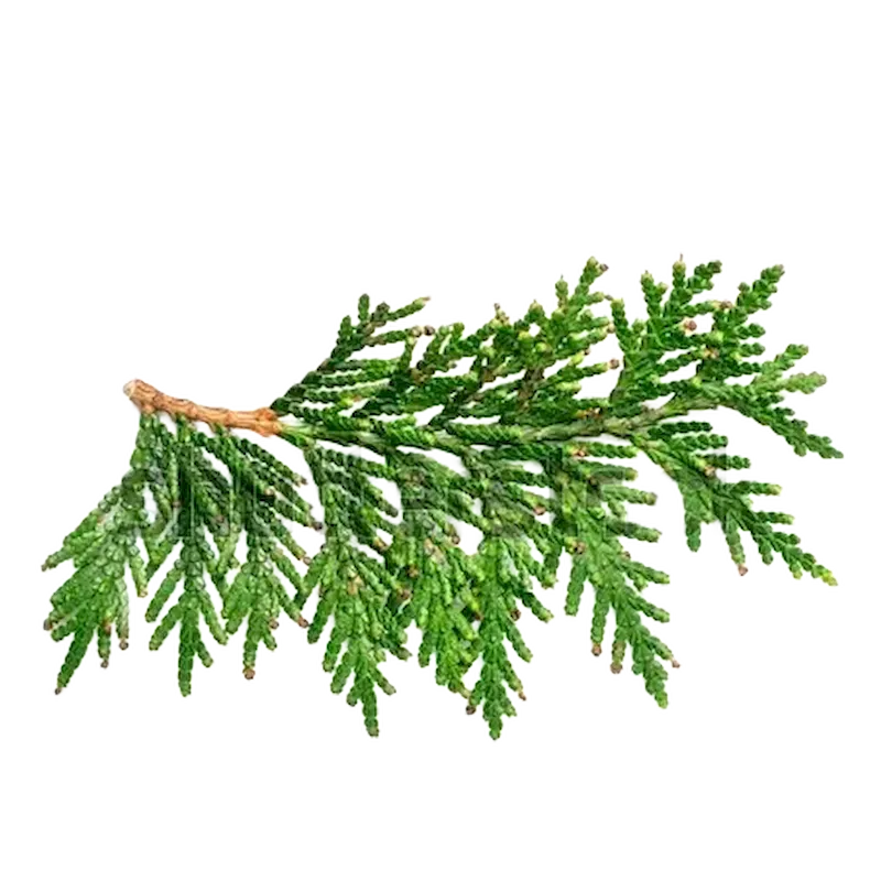 Cypress