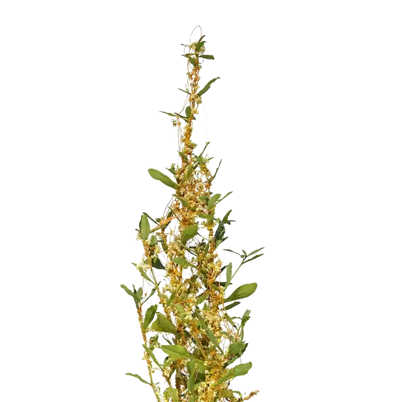 Dodder