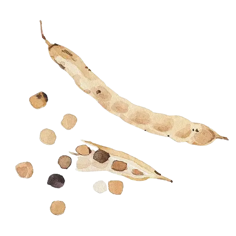 Guar Gum