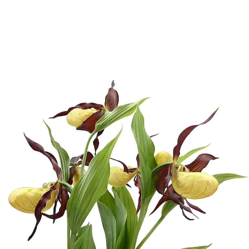Lady's Slipper
