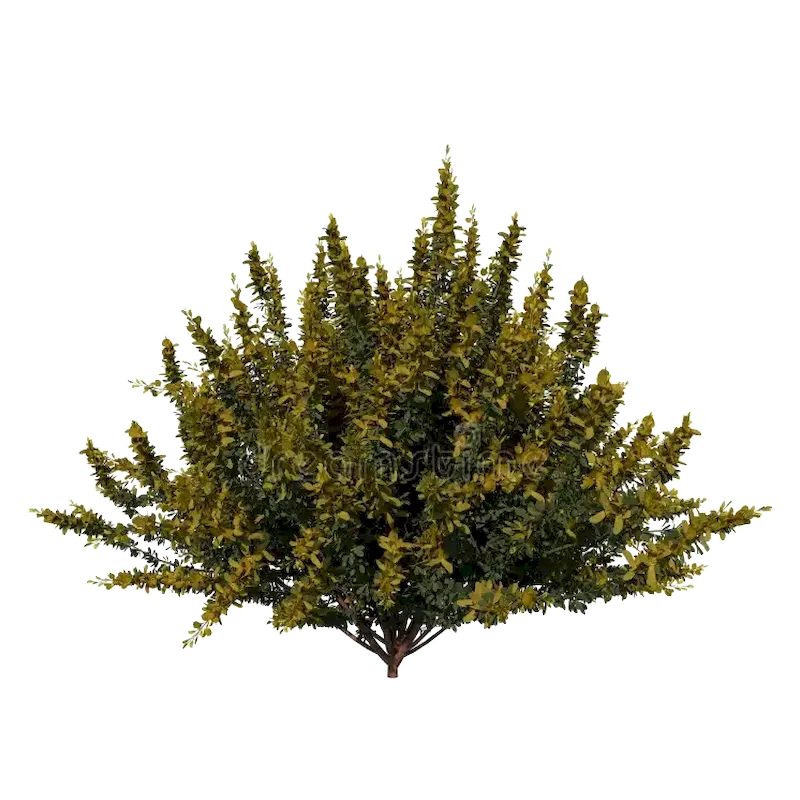 Broom
