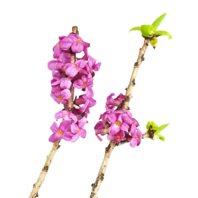 Mezereon