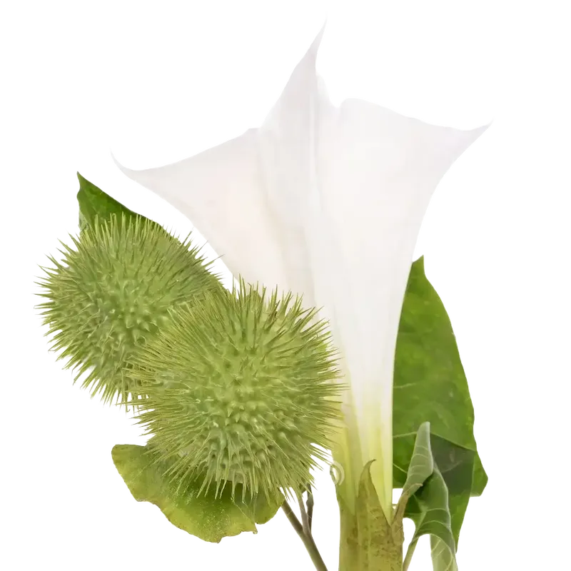 Thornapple