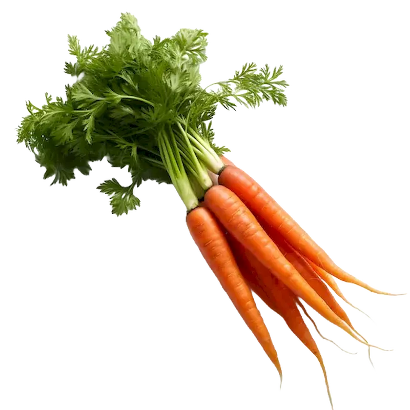 Carrot 
