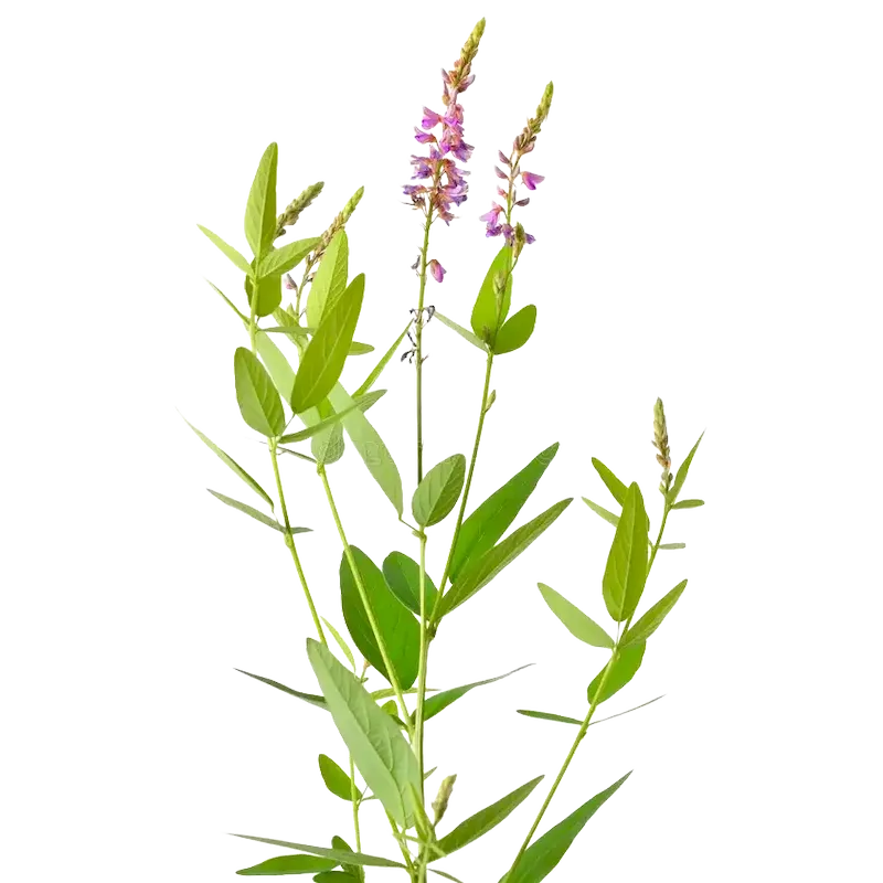 Desmodium