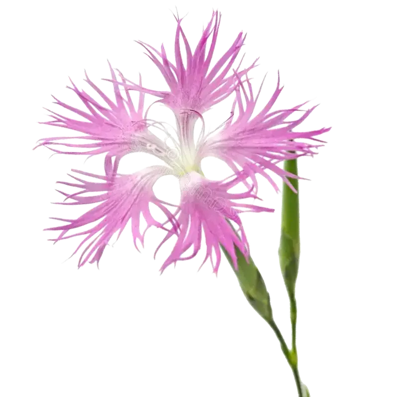 Fringed Pink