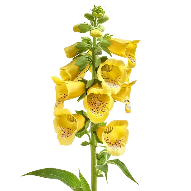 Yellow Foxglove