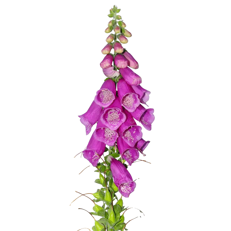 Common Foxglove