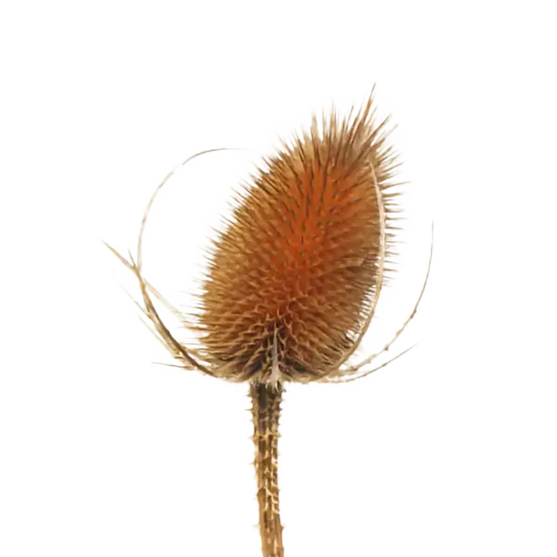Teasel