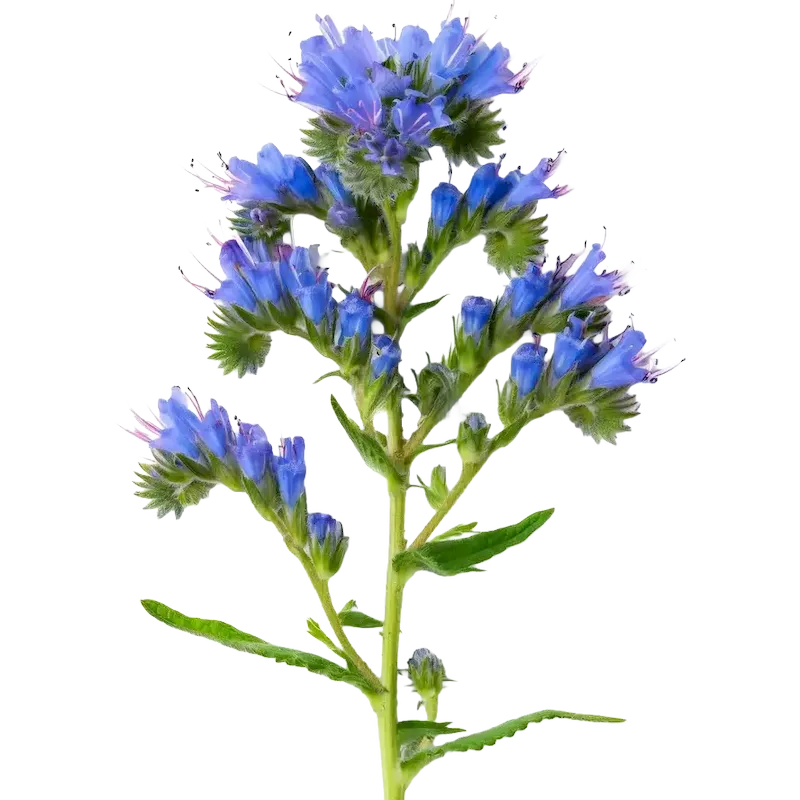 Viper's Bugloss