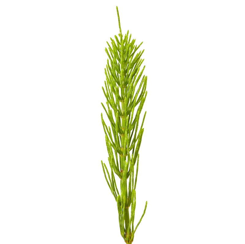 Horsetail