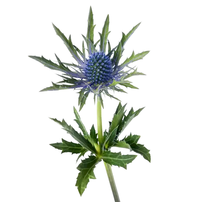 Sea Holly