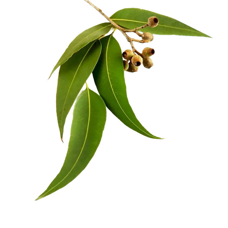 Gully Gum