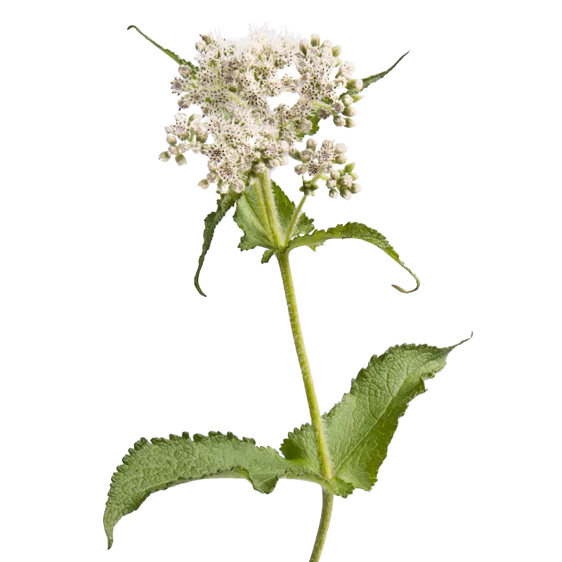 Boneset