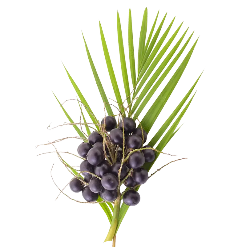 Acai