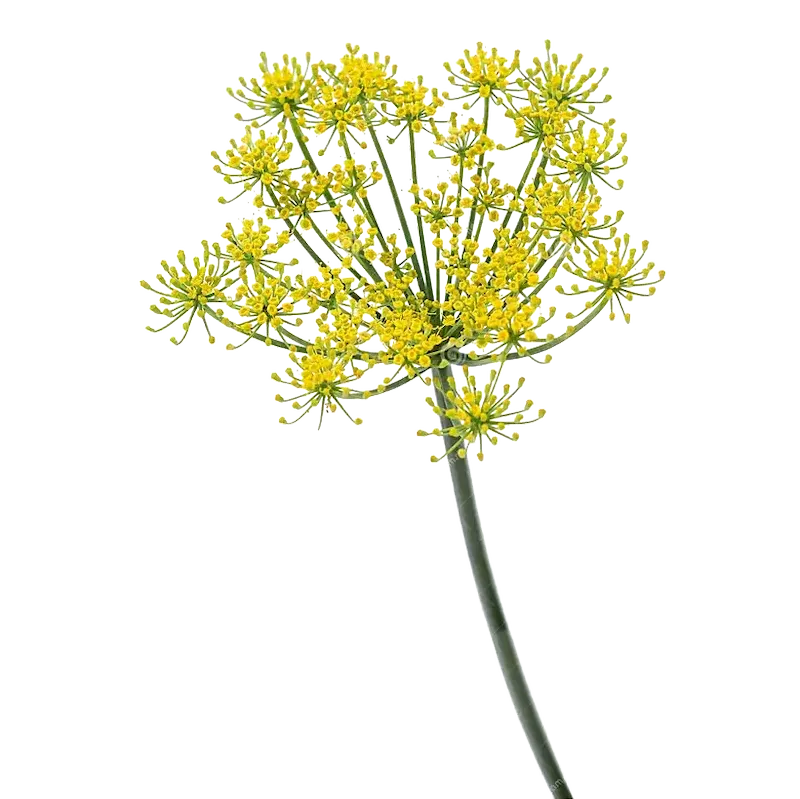 Fennel