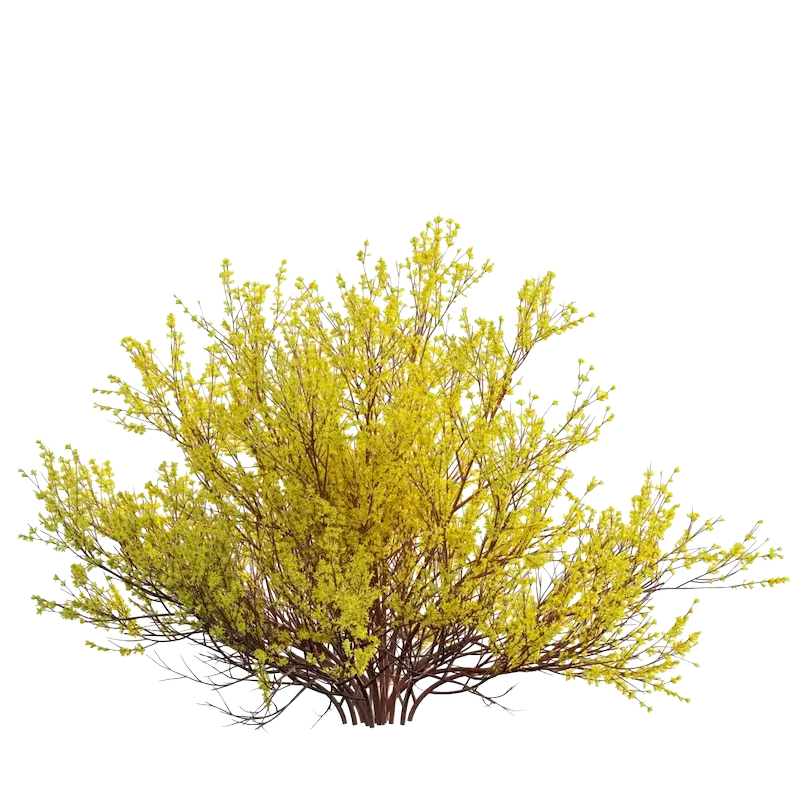 Weeping Forsythia